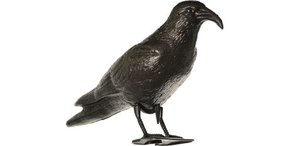 Möwenschreck Krähe